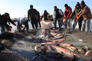 羽龙湖上冬捕忙