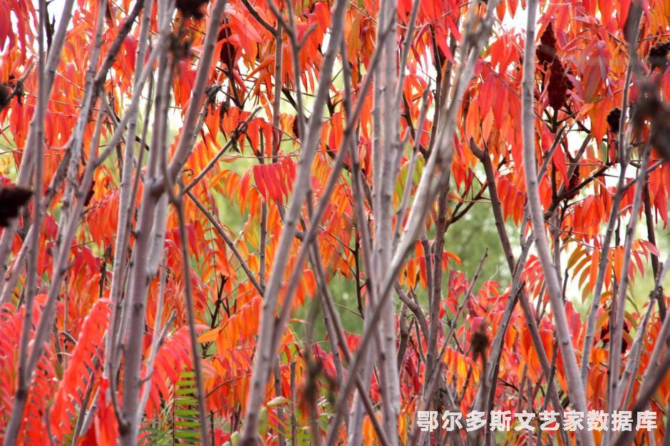秋光绚烂