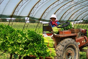 菜农心里乐开花