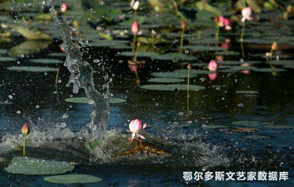 出污泥而不染--摄影；张步恒，电话；15044913367