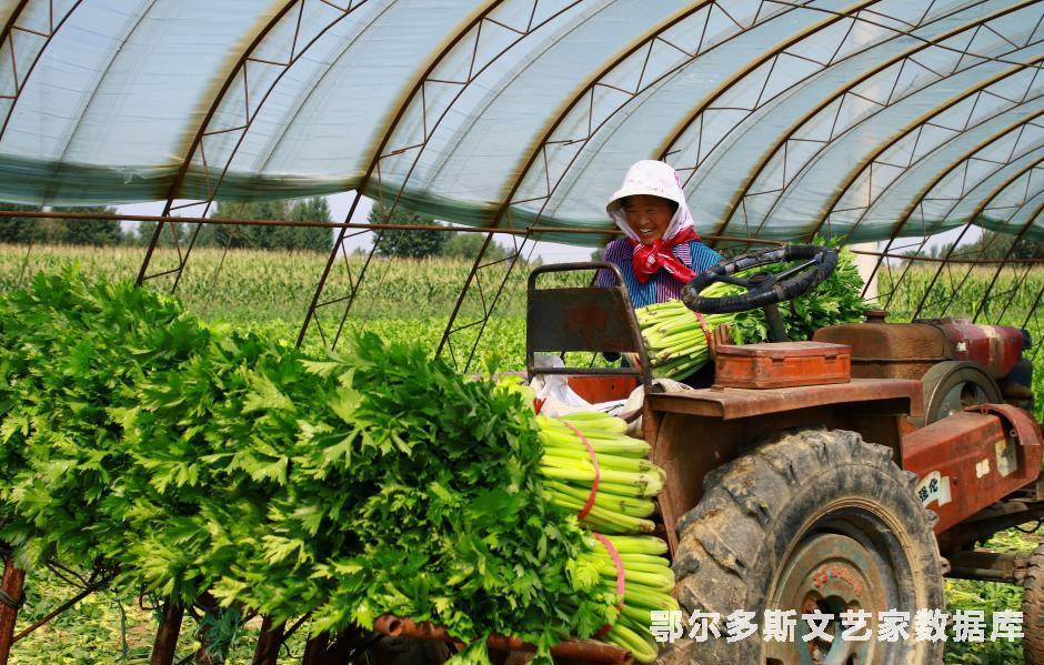 菜农心里乐开花--摄影；张步恒，【鄂尔多斯，达拉特旗，树林召镇，电话；13015072977】