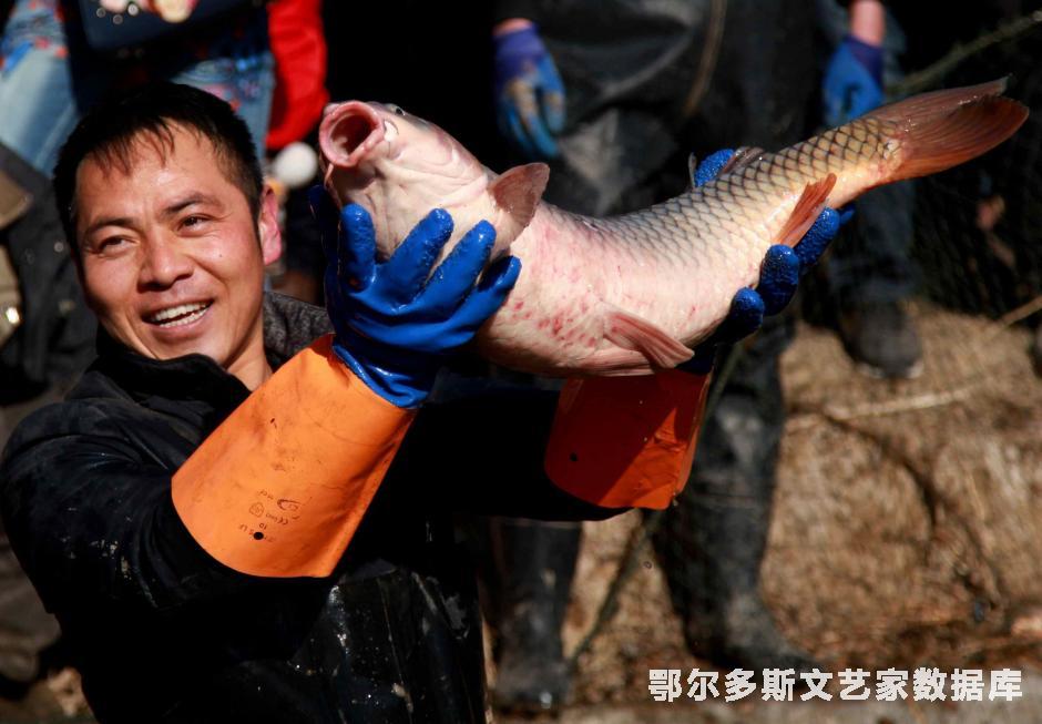 大树湾黄河鱼--摄影；张步恒，【电话；15044913367，鄂尔多斯，达拉特旗，树林召镇，拍摄时间；2016年元月，地点；达旗大树黄河鱼村】