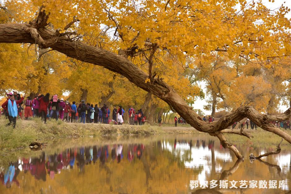 情在胡杨