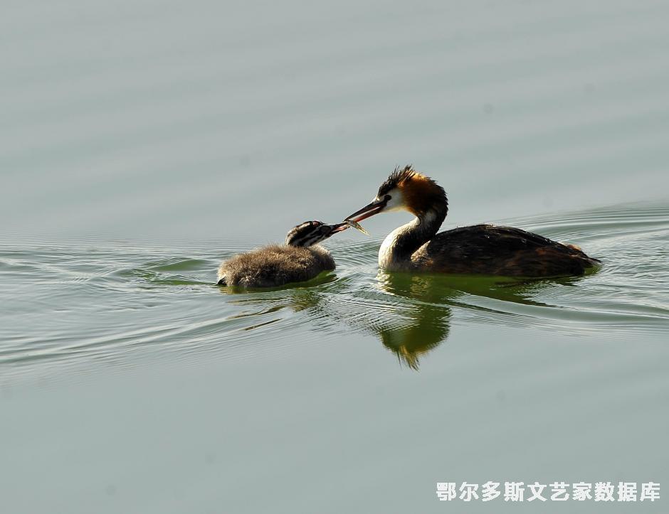 育、巴特尔摄在“中国梦。劳动美。爱我鄂尔多斯”全市职工摄影展中荣获优秀奖