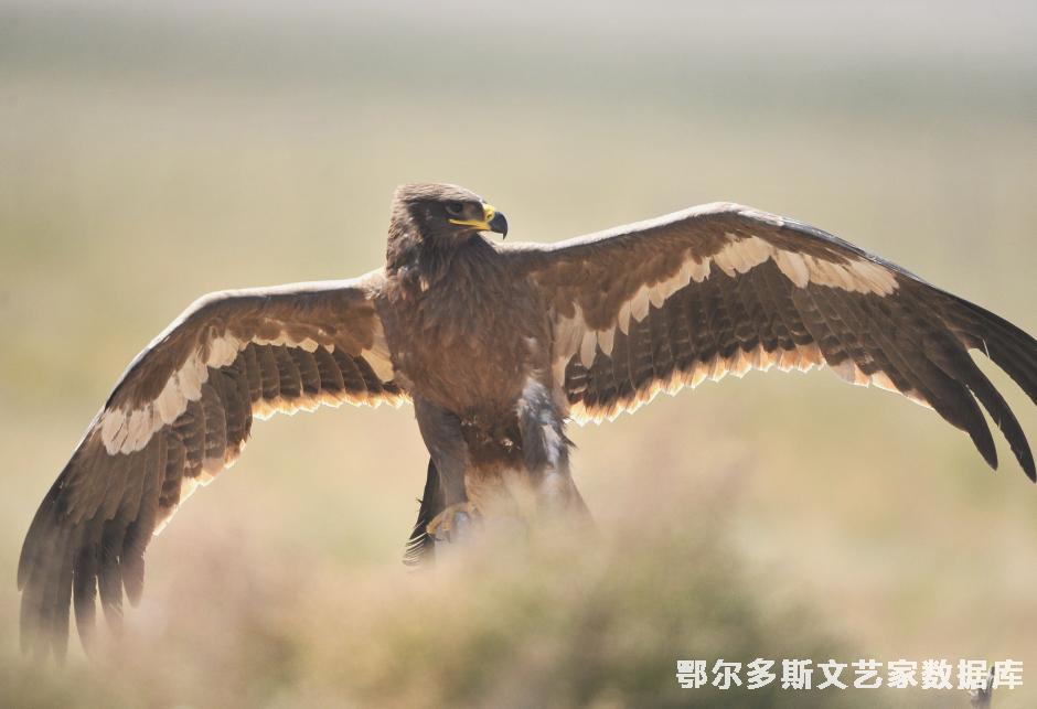 风采、巴特尔摄  在“中国梦。劳动美。爱我鄂尔多斯”全市职工摄影展中荣获优秀奖