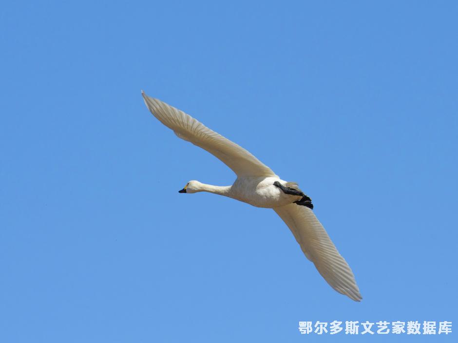独 行+乌力吉吉日嘎拉