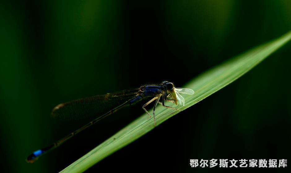 豆娘之一 图亚  在首届阿尔寨文化节“副强”杯全旗摄影大赛中荣获优秀奖