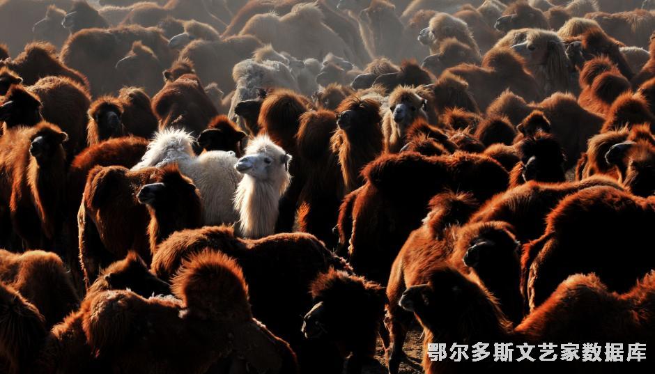 独秀（首届中国阿尔寨文化节全旗摄影大赛一等奖）