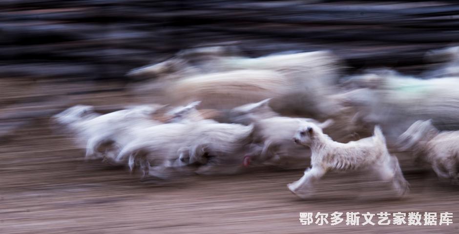 奔跑的小羊羔.达布希拉图摄jpg