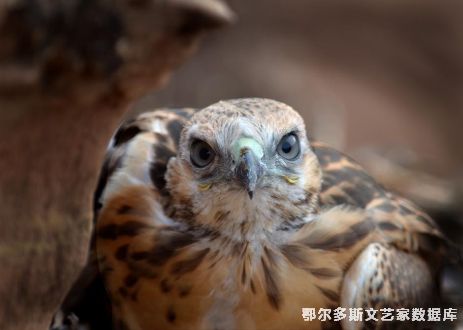 草原雏鹰