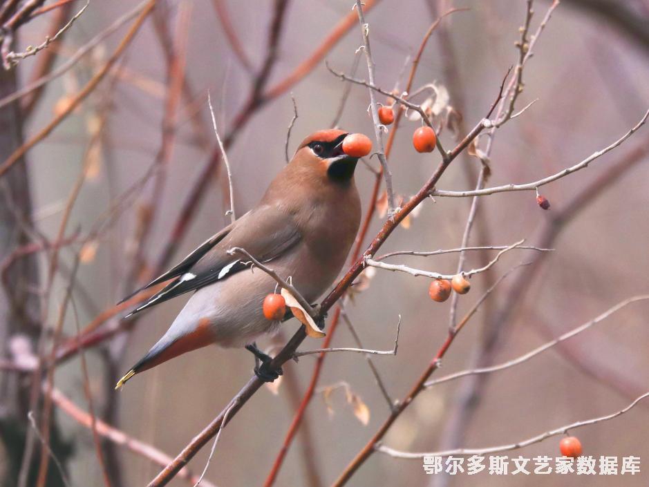 美食+乌力吉吉日嘎拉