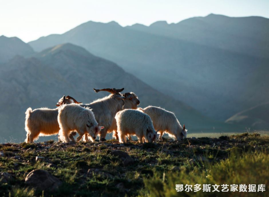 阿尔巴斯山羊+乌力吉吉日嘎拉