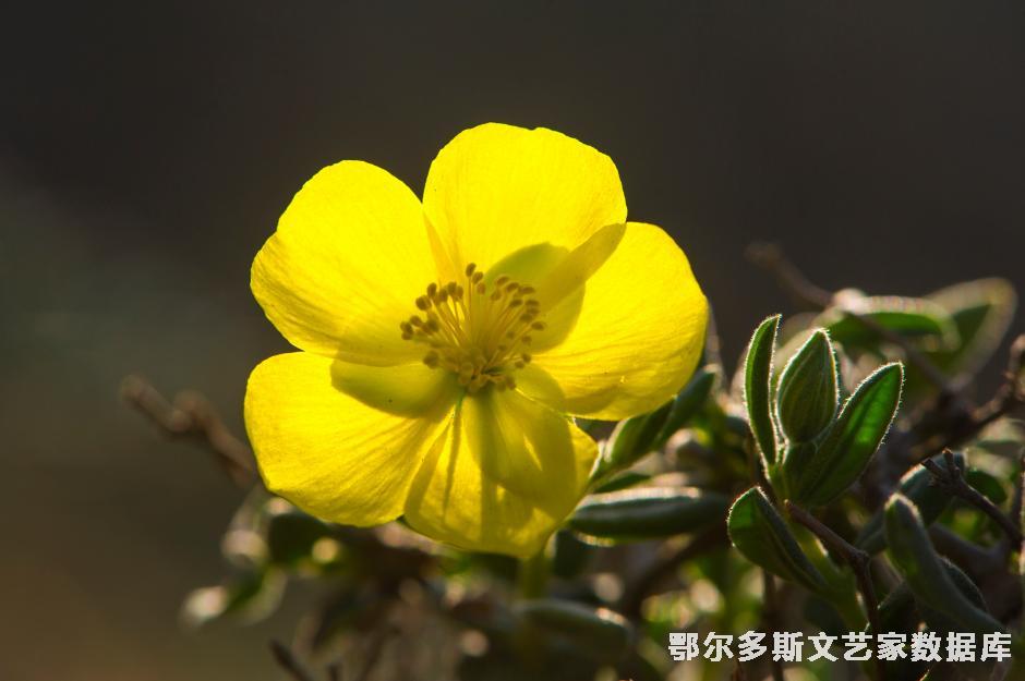 半日花  图亚 第三届全市园林绿化摄影大赛中荣获二等奖