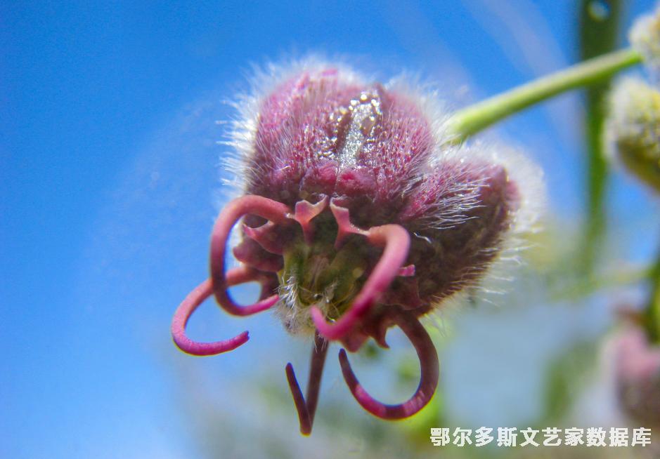 杠柳 图亚  第三届全市园林绿化摄影大赛中荣获三等奖