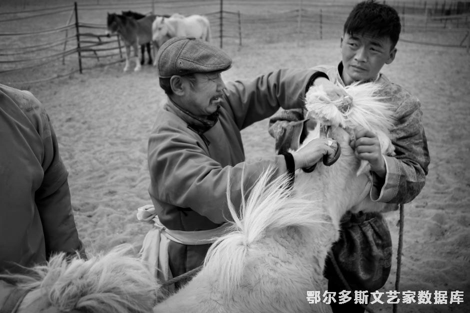 马颂传承组照之三（剪鬃）