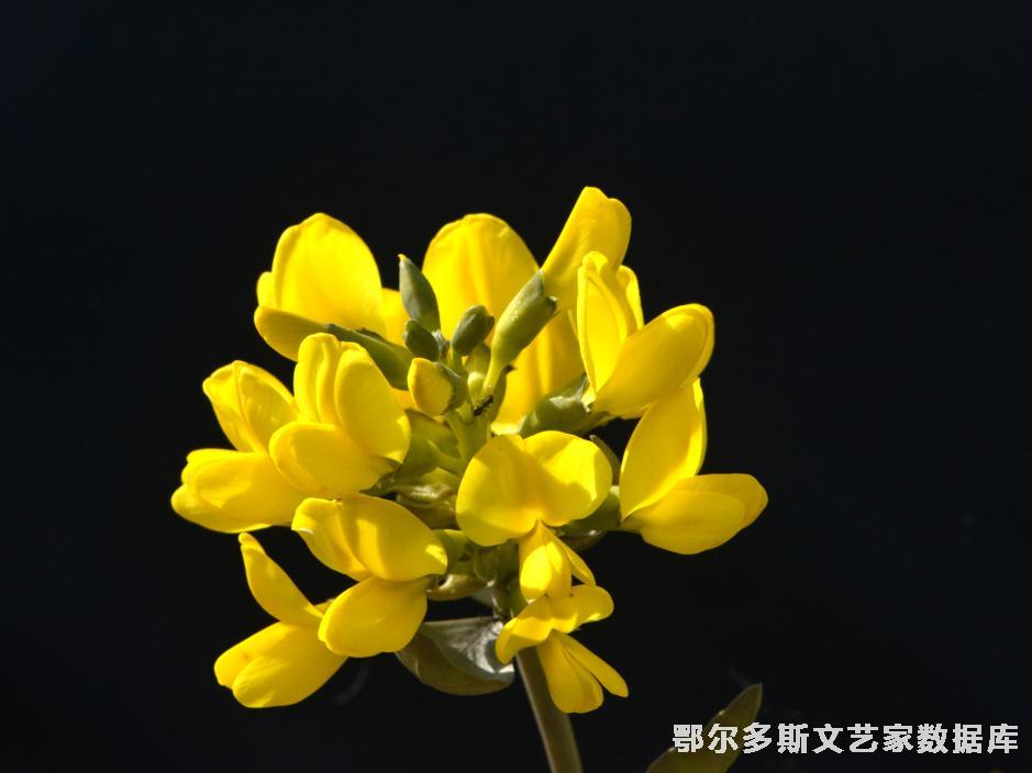 沙冬青  吉米斯