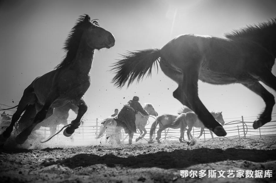 马颂传承组照之六（套马）