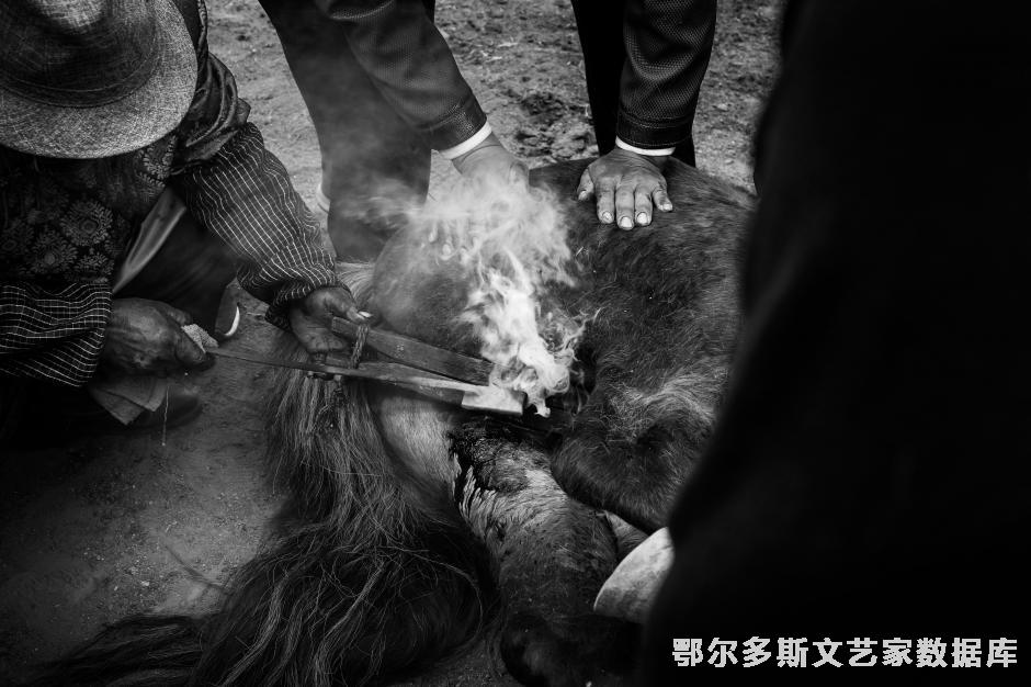 马颂传承组照之二（去势）