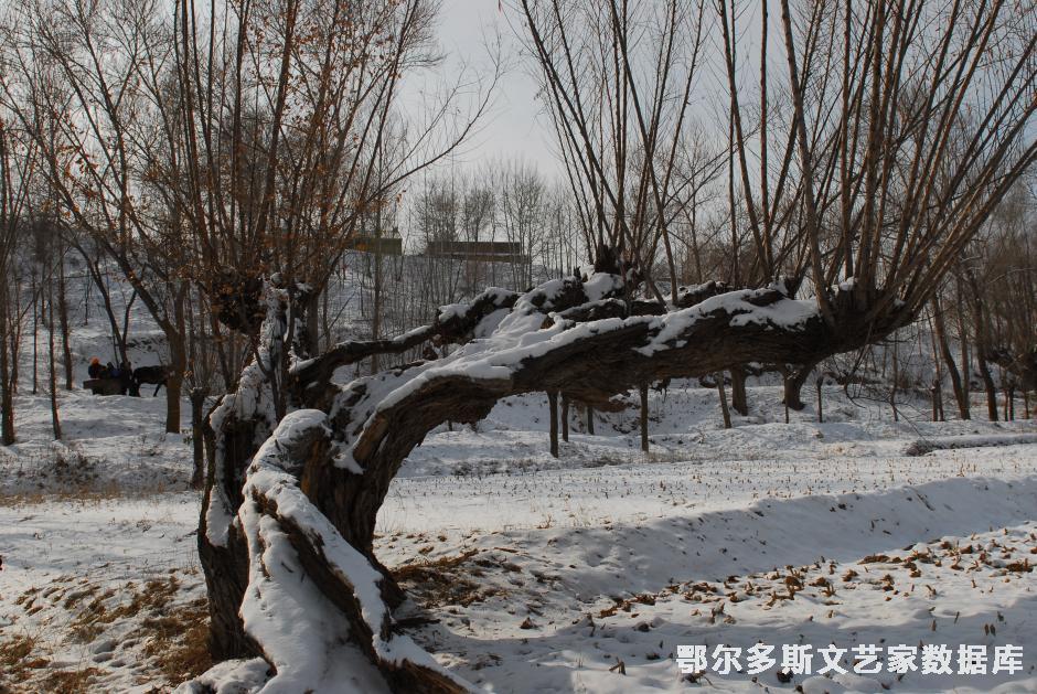 《初雪》 王钧  13604772818
