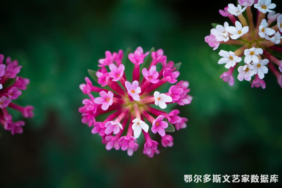 内蒙古的植物