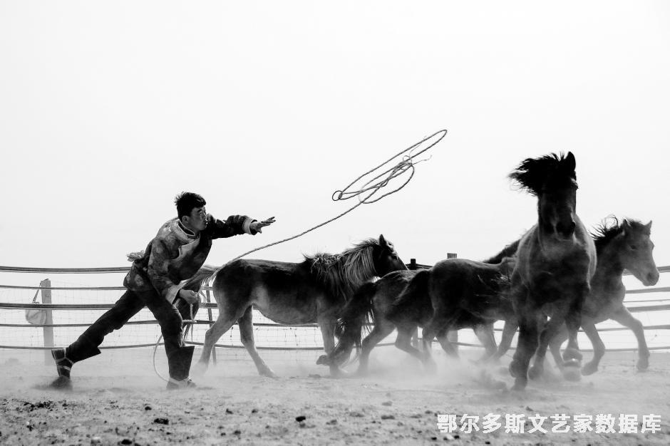 2019乌审马投稿——鄂尔多斯绳索套马——郝常明摄；13947718258 ；(用图必署名侵权必究，记得劳动报酬）内蒙古鄂尔多斯市鄂托克旗融媒体中心；邮编；016100