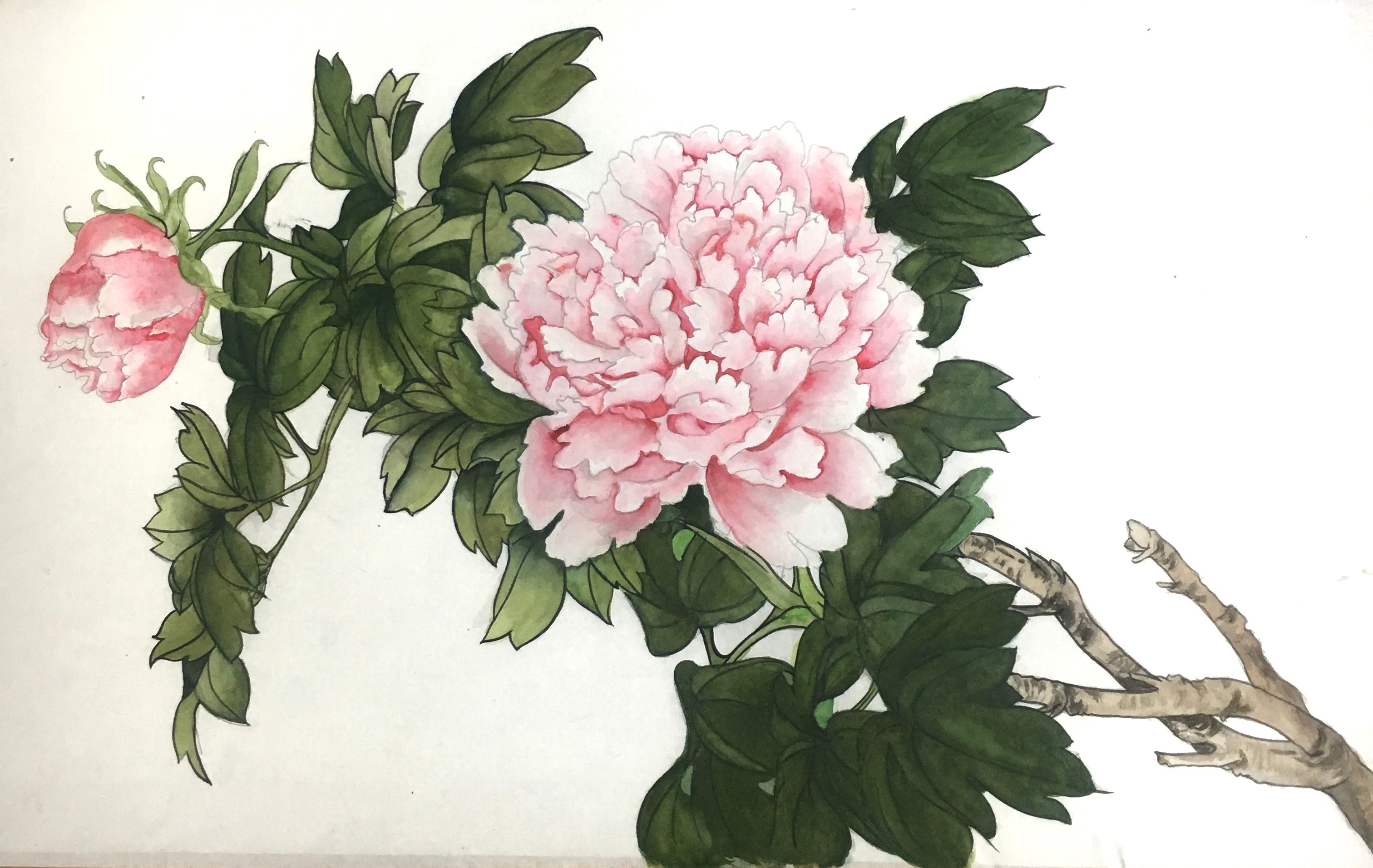 芙蓉 国画