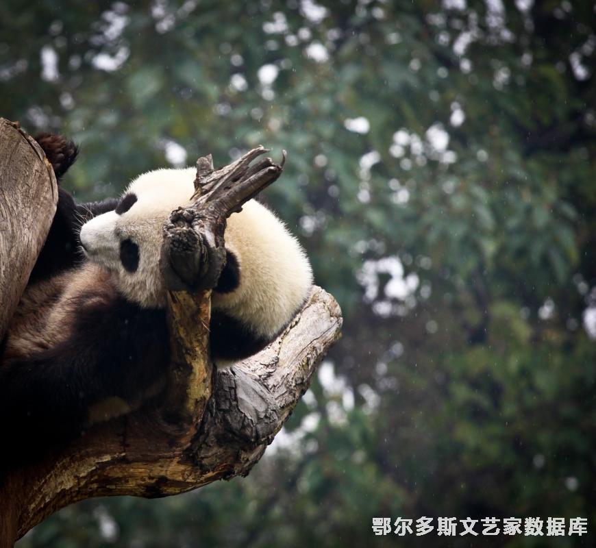 野生动物-熊猫